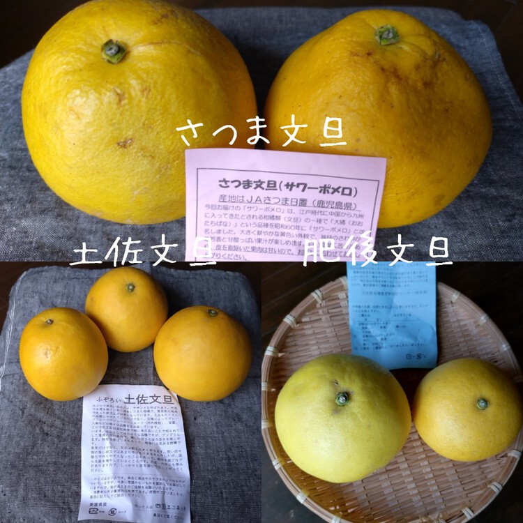さつま文旦 サワーポメロ
